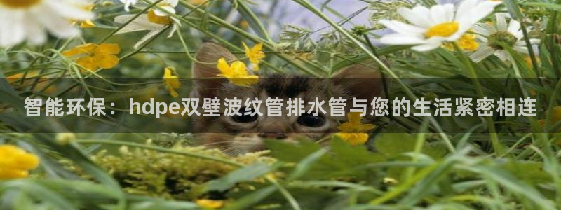 威九国际空降服务怎么样